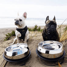 Load image into Gallery viewer, two pugs looking straight ahead instead of their enhanced pet bowl