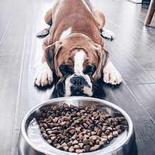Load image into Gallery viewer, Enhanced Pet Bowl For Shih Tzu