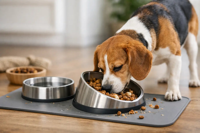 How to Reduce Mealtime Mess for Dogs – Enhanced Pet Products