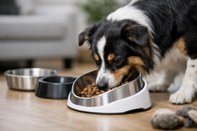 Why Patented Dog Bowl Design Matters – Enhanced Pet Products