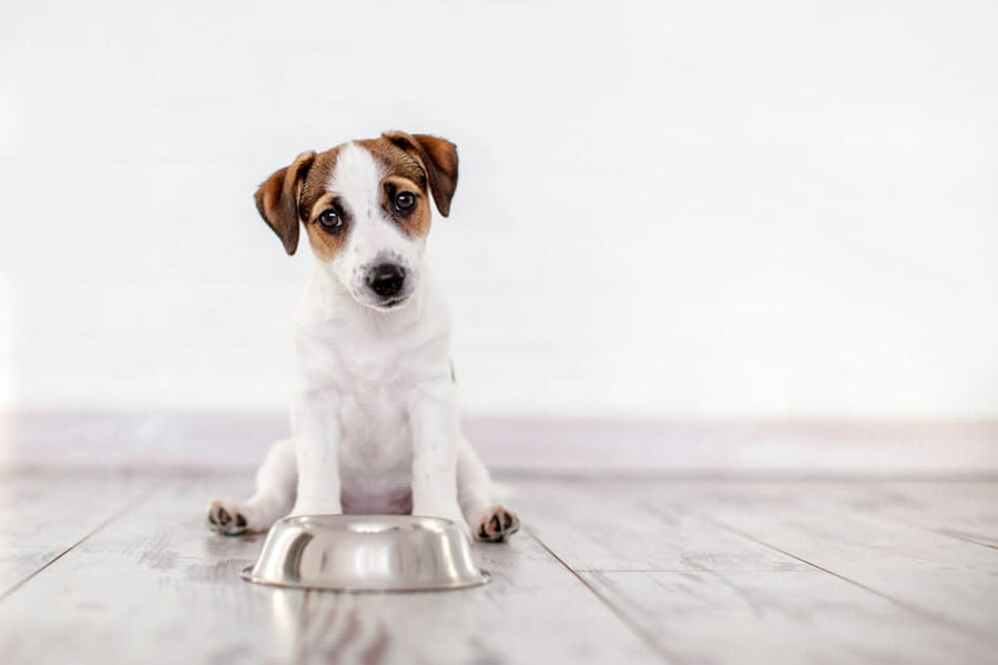 Dog Not Eating? Possible Causes and Appetite Solutions