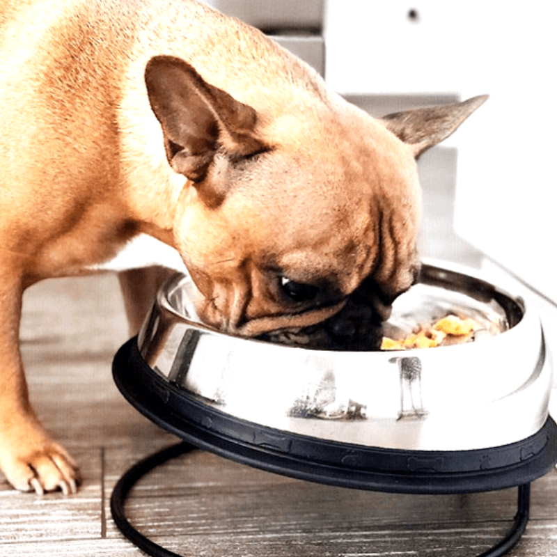 The #1 Rated Dog and Cat Bowl - Enhanced Pet Products
