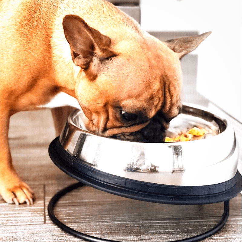 Enhanced Pet Bowl For Shih Tzu