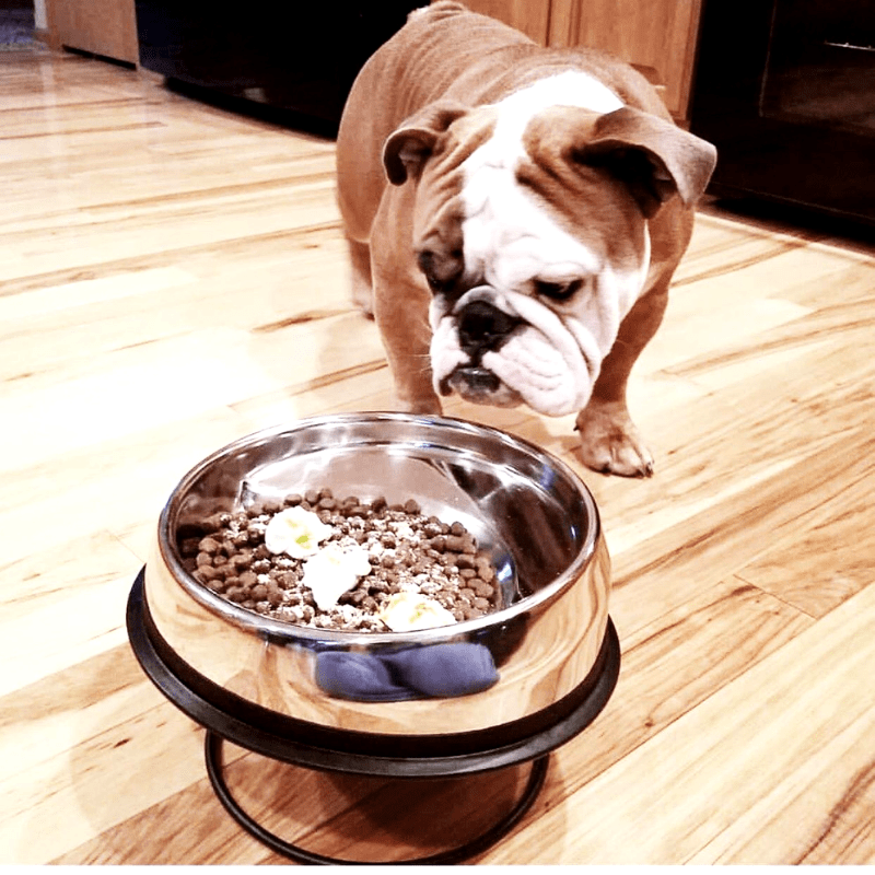 Enhanced Pet Bowl For English Bulldog Enhanced Pet Products