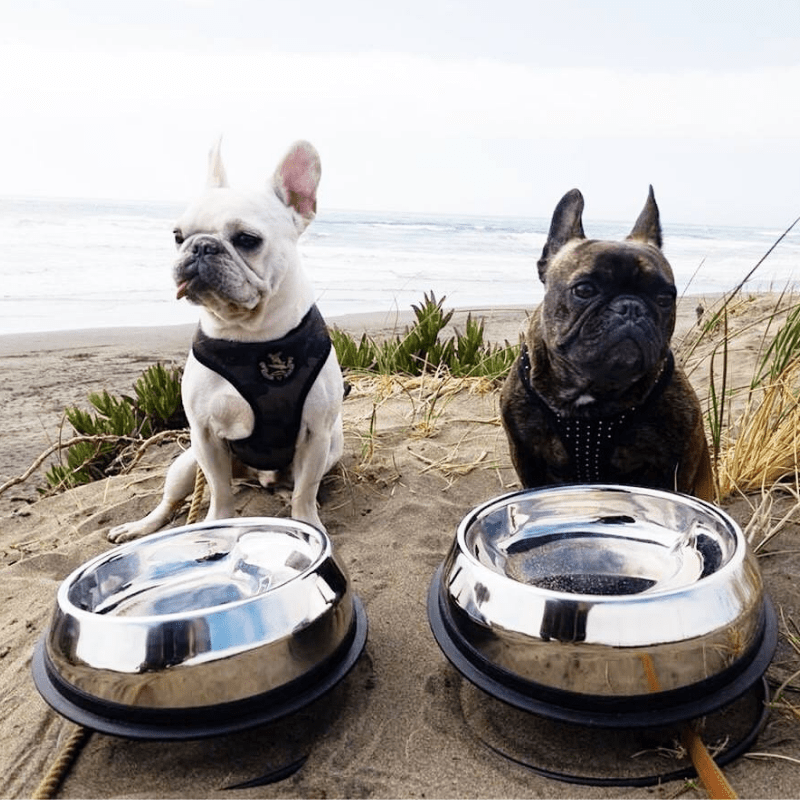 two pugs looking straight ahead instead of their enhanced pet bowl 
