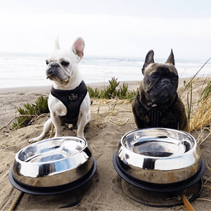 Enhanced Pet Bowl + Stand + 5 Treats FREE SHIPPING Bundle
