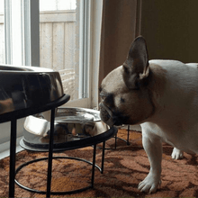 Load image into Gallery viewer, Enhanced Pet Bowl For French Bulldog