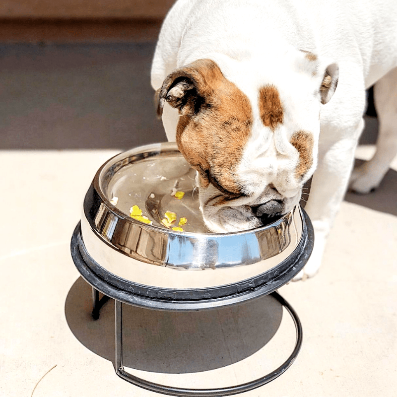 Enhanced Pet Bowl For English Bulldog Enhanced Pet Products