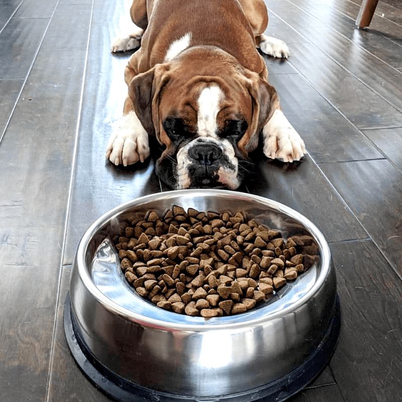 Enhanced pet bowl best sale