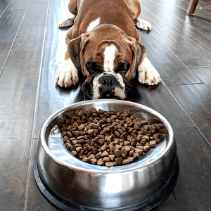 Enhanced Pet Bowl for Pugs Enhanced Pet Products